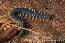 Viridis-Hundertfüßer, Scolopendra viridis