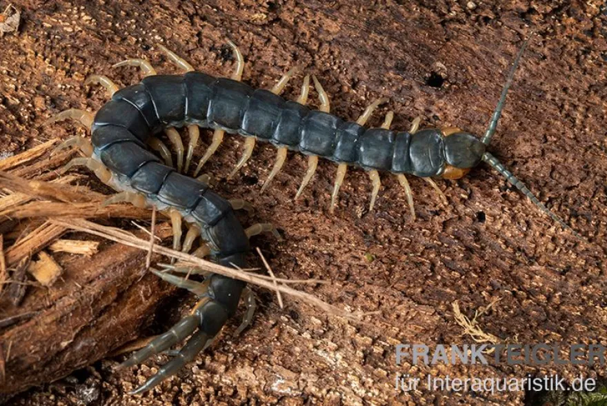 Viridis-Hundertfüßer, Scolopendra viridis