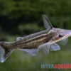 Vittatus-Wels, Ageneiosus vittatus