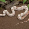 VPI-Albino-Abgottschlange, Boa constrictor