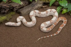 VPI-Albino-Abgottschlange, Boa constrictor