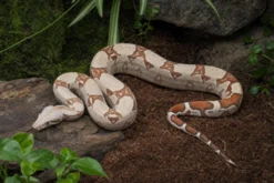 VPI-Albino-Abgottschlange, Boa constrictor