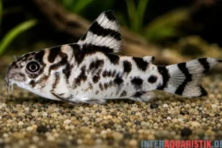 Vulcan-Panzerwels, Hoplisoma sp. CW111