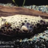 Wabenkugelfisch, Tetraodon duboisi