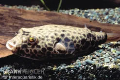 Wabenkugelfisch, Tetraodon duboisi