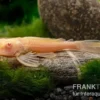 Wabenschilderwels albino, Glyptoperichthys gibbiceps