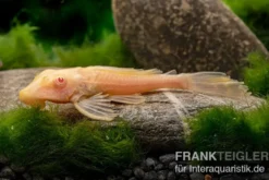 Wabenschilderwels albino, Glyptoperichthys gibbiceps