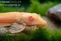 Wabenschilderwels albino, Glyptoperichthys gibbiceps