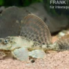 Wabenschilderwels, L165, Glyptoperichthys gibbiceps