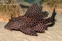 Wabenschilderwels, L165, Glyptoperichthys gibbiceps