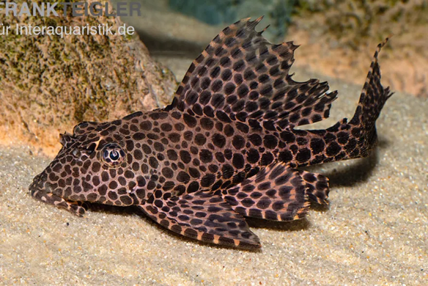 Wabenschilderwels, L165, Glyptoperichthys gibbiceps