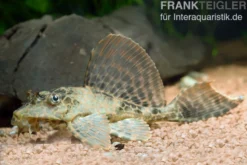 Wabenschilderwels, L165, Glyptoperichthys gibbiceps
