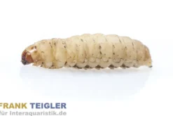 Wachsmaden (Bienenmaden/Wachsmottenlarven), Dose 18 g