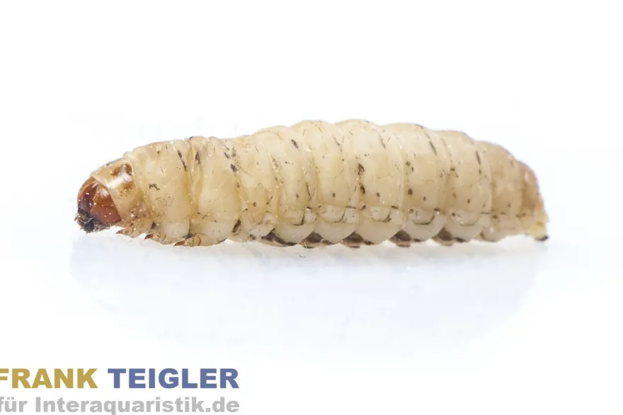 Wachsmaden (Bienenmaden/Wachsmottenlarven), Dose 18 g