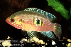 Waldjuwelenbarsch, Hemichromis cristatus