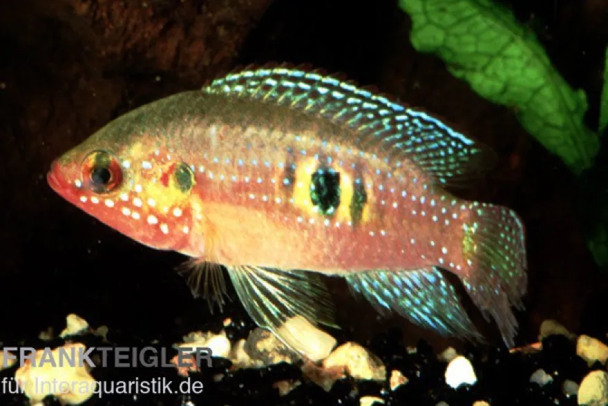 Waldjuwelenbarsch, Hemichromis cristatus
