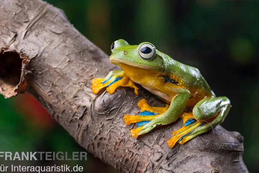 Wallace-Flugfrosch, Rhacophorus nigropalmatus