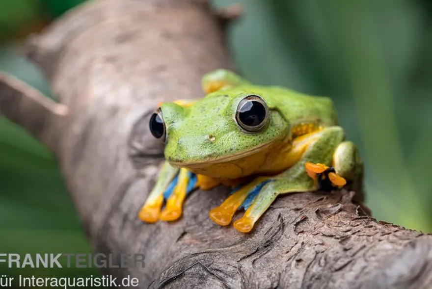 Wallace-Flugfrosch, Rhacophorus nigropalmatus