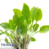 Wallisii-Wasserkelch, Cryptocoryne wallisii, im Topf
