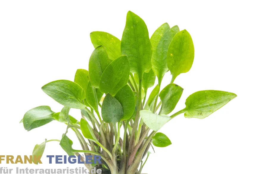 Wallisii-Wasserkelch, Cryptocoryne wallisii, im Topf