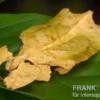 Wandelndes Blatt (gelb), Phyllium pulchrifolium (yellow)