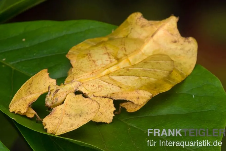 Wandelndes Blatt (gelb), Phyllium pulchrifolium (yellow)