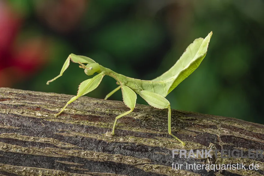 Wandelndes Blatt, Phyllium phillipinicum