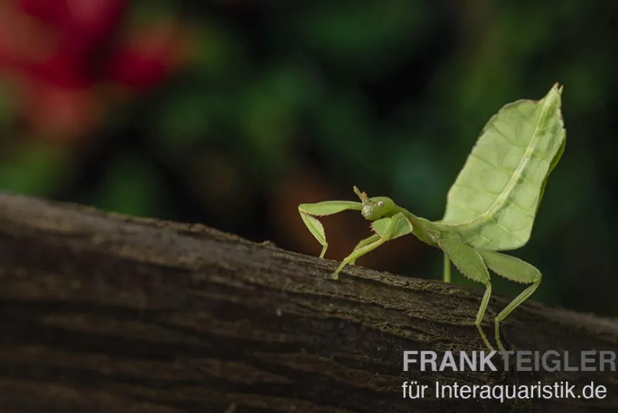 Wandelndes Blatt, Phyllium phillipinicum