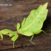 Wandelndes Blatt, Phyllium pulchrifolium
