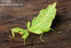 Wandelndes Blatt, Phyllium pulchrifolium