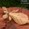 Wandelndes Blatt (rot), Phyllium pulchrifolium (red)