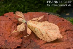 Wandelndes Blatt (rot), Phyllium pulchrifolium (red)
