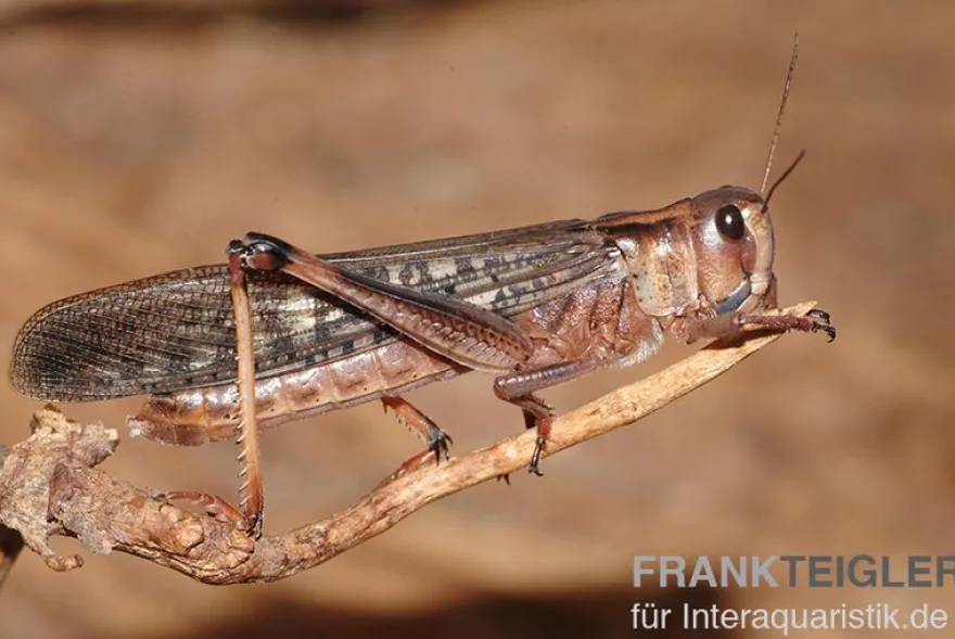 Wanderheuschrecken, subadult, ca. 100 Stück