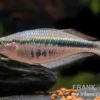 Wapoga-Regenbogenfisch, Chilatherina alleni, DNZ, 4-5 cm