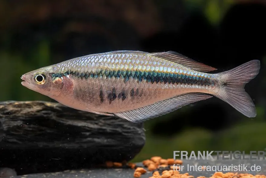 Wapoga-Regenbogenfisch, Chilatherina alleni, DNZ, 4-5 cm