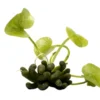 Wasserbanane, Nymphoides aquatica, Rhizom