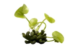 Wasserbanane, Nymphoides aquatica, Rhizom