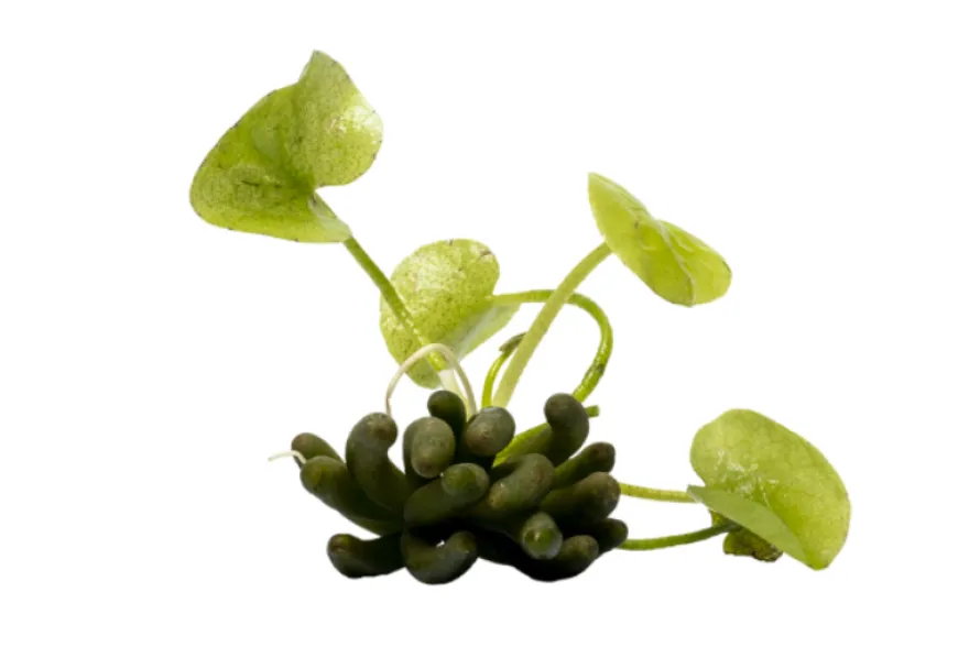 Wasserbanane, Nymphoides aquatica, Rhizom