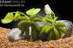 Wasserbanane, Nymphoides aquatica, Rhizom