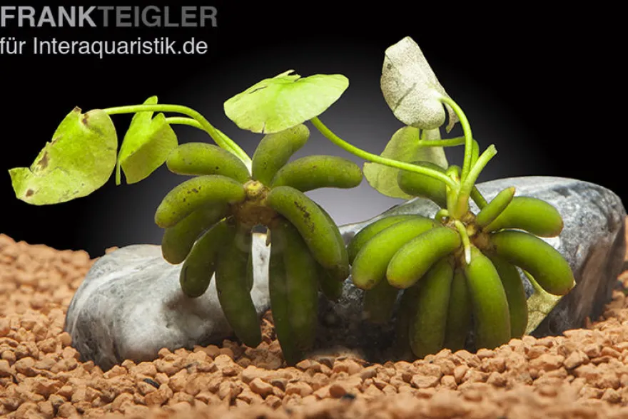 Wasserbanane, Nymphoides aquatica, Rhizom