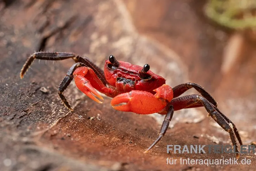 Wasserfall-Krabbe, Phricothelphusa limula