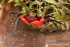 Wasserfall-Krabbe, Phricothelphusa limula