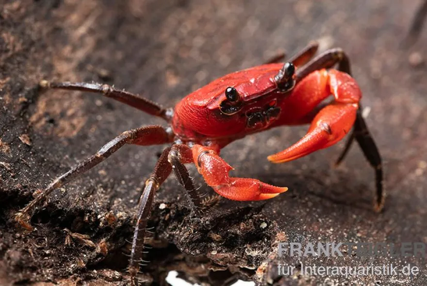 Wasserfall-Krabbe, Phricothelphusa limula