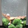 Wasserfloh-Biotop, komplettes Mini-Ökosystem (Biosphäre)