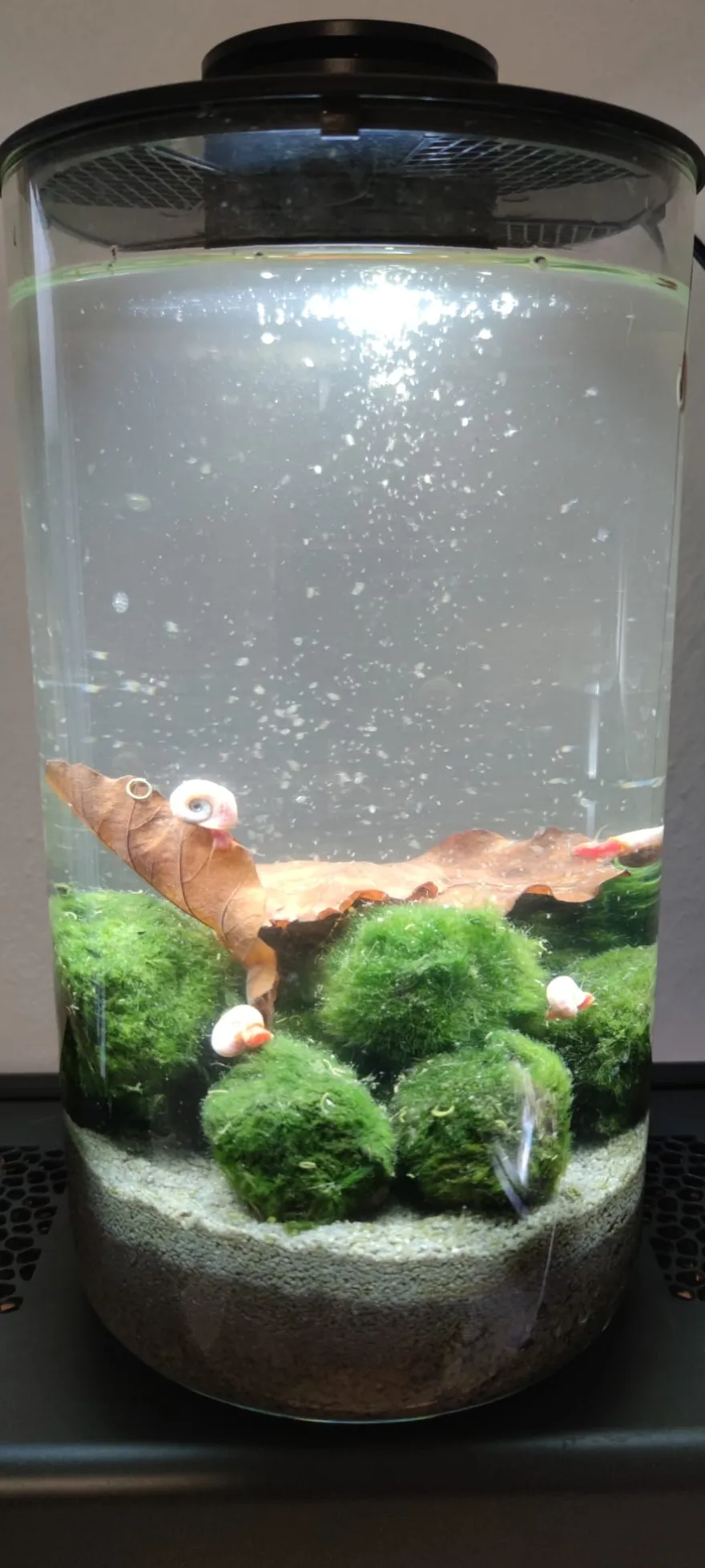 Wasserfloh-Biotop, komplettes Mini-Ökosystem (Biosphäre)
