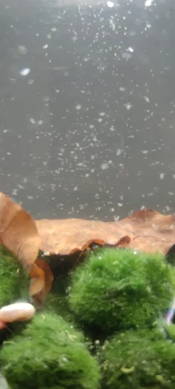 Wasserfloh-Biotop, komplettes Mini-Ökosystem (Biosphäre)
