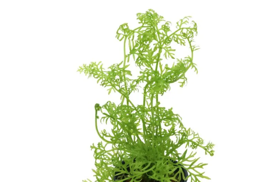 Wasserhornfarn, Ceratopteris thalictroides, im Topf