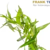 Wasserknöterich, Persicaria praetermissa, Bund