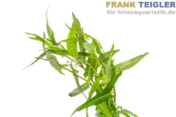 Wasserknöterich, Persicaria praetermissa, Bund