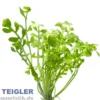 Wassermeerrettich, Rorippa aquatica, im Topf